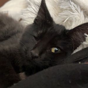 Meet your Posher, Lise